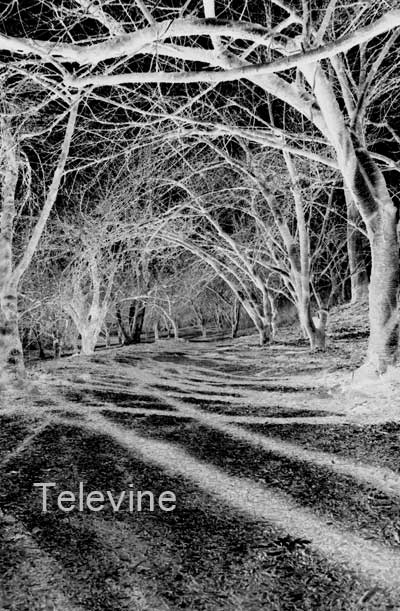 televine